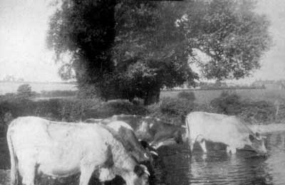 Cows in Sylvesters pond 1920s 