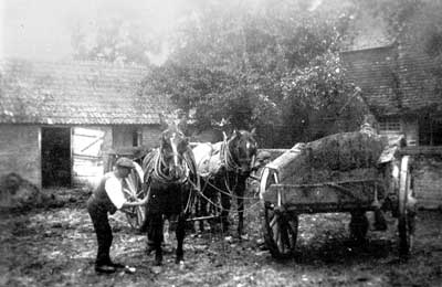 Harnessing the horses Rock House Farm 1920s 