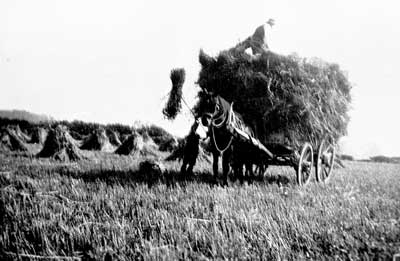 Hay making 1920s 
