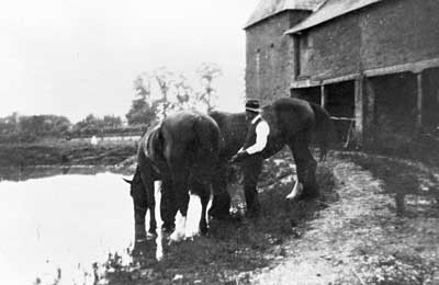 Horses in Sylvesters pond
