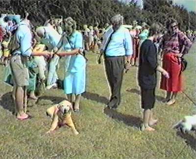 The Dog Show