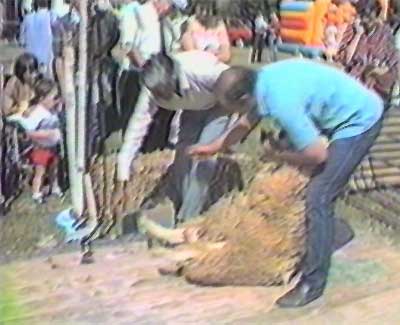 Roy Norkett helps Roy Cranford shear a sheep