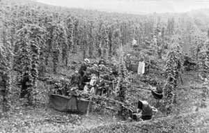 Unknown hop garden around 1900