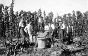 Unknown hop garden around 1900 - note the Tallyman recording the number of baskets each person has filled.
