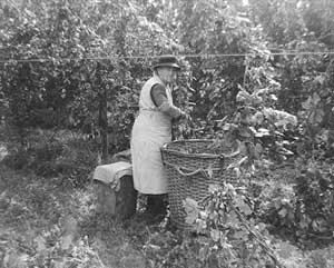 Harriet hop picking